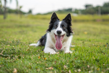 Border Collie black and white dog