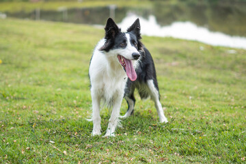 Border Collie black and white dog