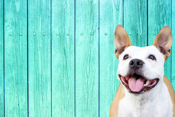 The happy life of a playful dog