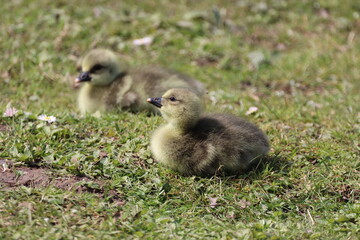 Greylag Gosling (anser anser) newly hatched out in the sun