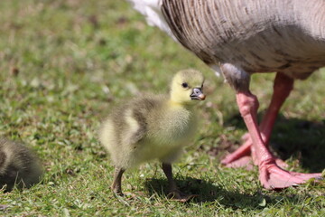 Greylag Gosling (anser anser) on the grass
