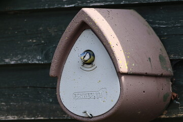 Blue Tit (Parus magor) exiting the nestbox.