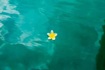 Fototapeta na wymiar Close up photo of frangipani flower in water, Bal