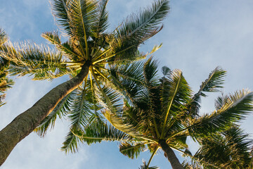 Obraz na płótnie Canvas Photo of palm trees with coconut, low angle view