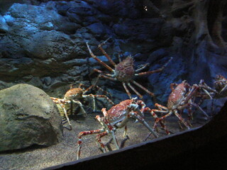 Marine invertebrates and crabs in the aquarium on the background of corals.