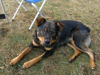 The dog lies on the ground next to a folding chair and looks into the camera.