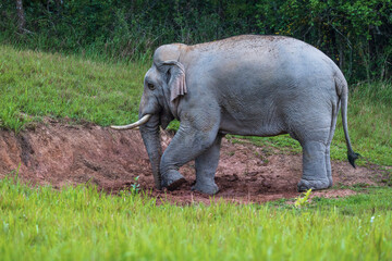 Asian elephant in Khao Yai National Park, Nakhon Ratchasima Province, Thailand.