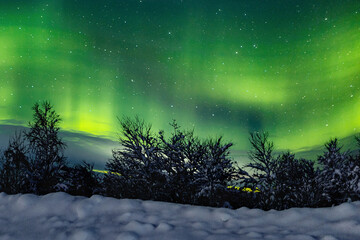 A unique natural event of the green polar aurora borealis in the night sky and against the background of trees, snow in winter. Starry sky