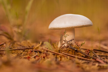 mushroom in the forest