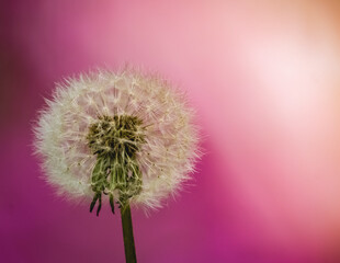 Dandelion plant in seed macro photo