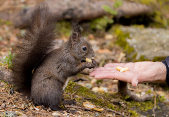 Eichhörnchen  (Sciurus) frisst Nuß.
