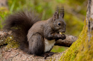 Eichhörnchen  (Sciurus) frisst Nuß.