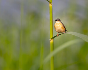 An Ashy Prinia