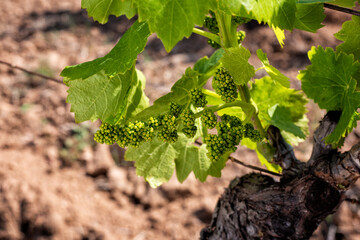 Young sprouts with bunches of Cannonau grapes. Close-up of the buds and bunches of grapes in the branches of a vineyard in Sardinia, Italy. Traditional agriculture. 
