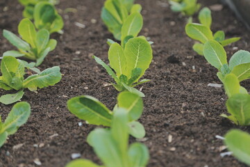 Asian woman farmer using digital tablet in vegetable garden at greenhouse, Business agriculture technology concept, quality smart farmer.