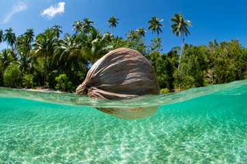 A coconut drifts near a remote tropical island off the coast of West Papua, Indonesia. This spectacular region harbors high marine biodiversity and is part of the coral triangle. © ead72