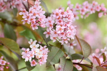 Beautiful Pink blooming bird cherry in early spring