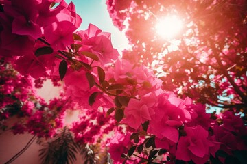 Obraz na płótnie Canvas Bougainvillea blossoms in vibrant hues under sunlight. Generative AI