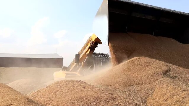 Loader bucket loading grain close up. Big heap of grain corn in a warehouse at food factory.Kazakhstan. SKO. With. Chervonnoe 25.08.2022
