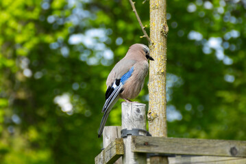 Eurasian Jay (Garrulus glandarius) perched on wood stump in Zurich, Switzerland