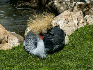 grulla coronada descansando
