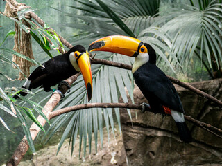 pair of tucans © samuel