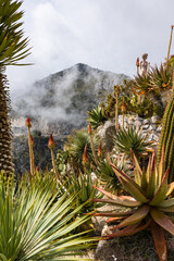 Jardin Exotique d'Eze avec ses plantes succulentes sur le sommet du piton rocheux