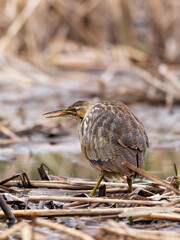 Selective focus vertical side view of American bittern standing in park in spring with tongue hanging out of open beak, Leon-Provancher Marsh, Neuville, Quebec, Canada