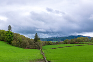 Scotland greener grass: pasture demarked with dry stone walls and hedge rows under dramatic rain...