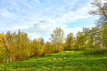 Fototapeta na wymiar Spring forest at dawn with green lawn and blue sky.