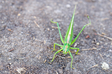 close-up of a green grasshopper on a dirt road