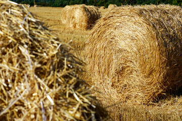 preparation of animal feed, straw in bales on the field