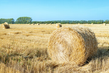 large round bales of straw in the meadow, the background is blue sky