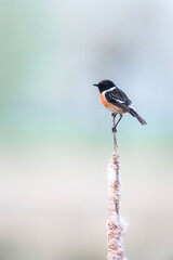 A beautiful European Stonechat is enjoying this beautiful day.