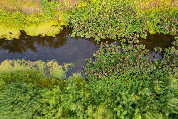 top view of the river where burdocks and grass grow