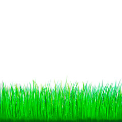 Fototapeta premium streak of green grass isolate for frame art 