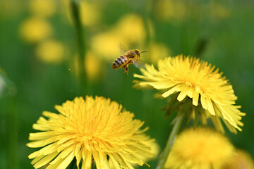 api fiori polline 