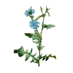 Botanical illustration of different types of flowers on a white background