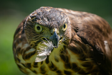 Face close up of a crested goshawk Accipiter trivirgatus with a feather of its prey on its beak, native to tropical asia with natural background 