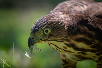 Face close up of a crested goshawk Accipiter trivirgatus with a feather of its prey on its beak, native to tropical asia with natural background 