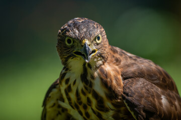 Face close up of a crested goshawk Accipiter trivirgatus native to tropical asia with natural background 