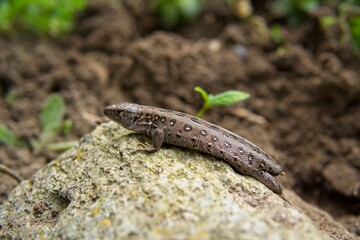 A small lizard cadaver with a discarded tail basking in the sun in spring, the loss of the tail by the lizard                 