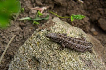 A small lizard cadaver with a discarded tail basking in the sun in spring, the loss of the tail by the lizard                 