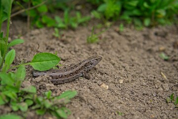 A small lizard cadaver with a discarded tail basking in the sun in spring, the loss of the tail by the lizard                 