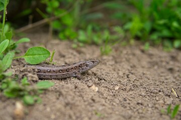 A small lizard cadaver with a discarded tail basking in the sun in spring, the loss of the tail by the lizard                 