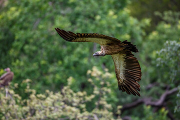White backed Vulture in flight isolated in natural background in Kruger National park, South Africa ; Specie Gyps africanus family of Accipitridae