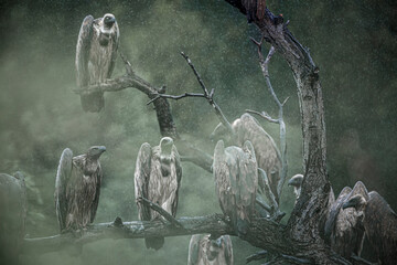 Group of White backed Vulture standing on a log under the rain in Kruger National park, South...