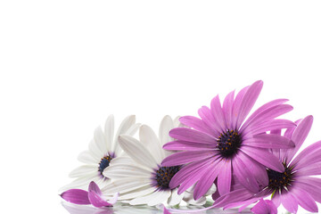 Beautiful white and purple Osteospermum flowers on white background