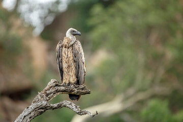 White backed Vulture standing on a log isolated in natural background in Kruger National park, South Africa ; Specie Gyps africanus family of Accipitridae