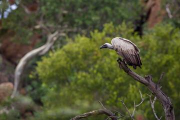 White backed Vulture standing on a dead branch in Kruger National park, South Africa ; Specie Gyps africanus family of Accipitridae